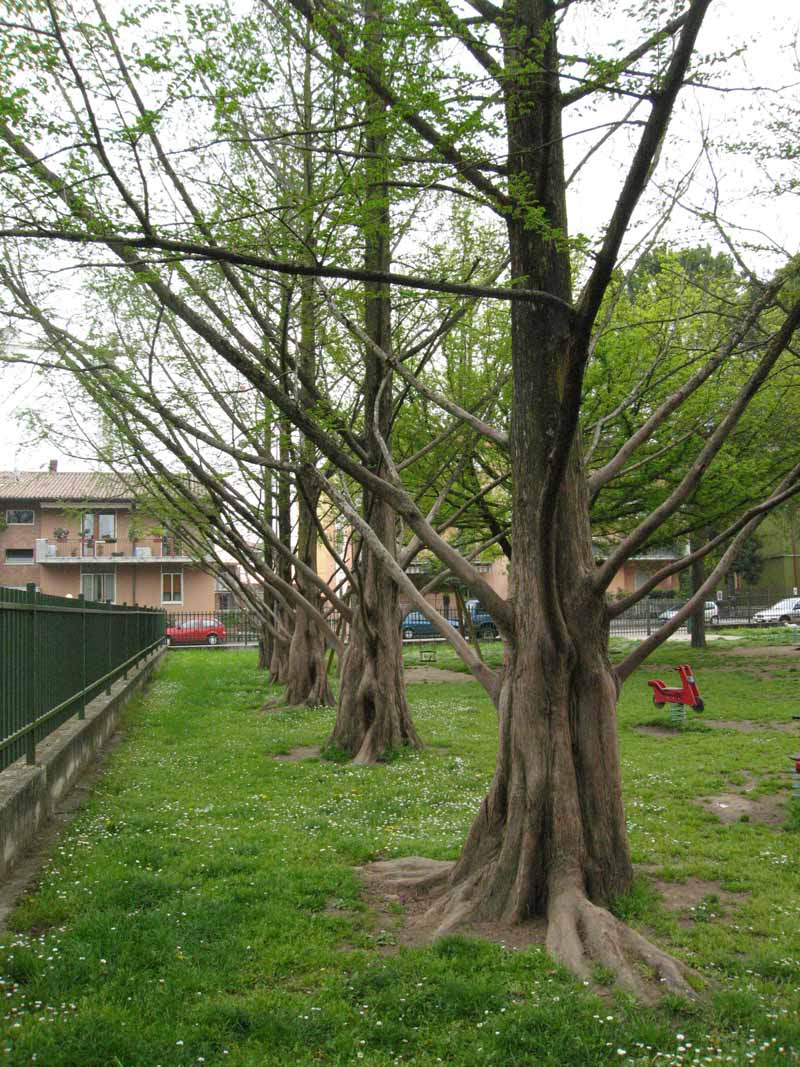 Alberi in un parco giochi